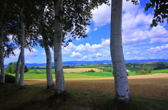 美瑛・富良野の風景の画像