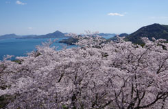 桜と瀬戸内海の画像